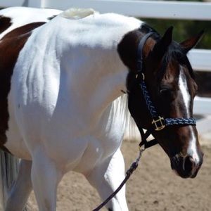 Meet your Posher, Josie